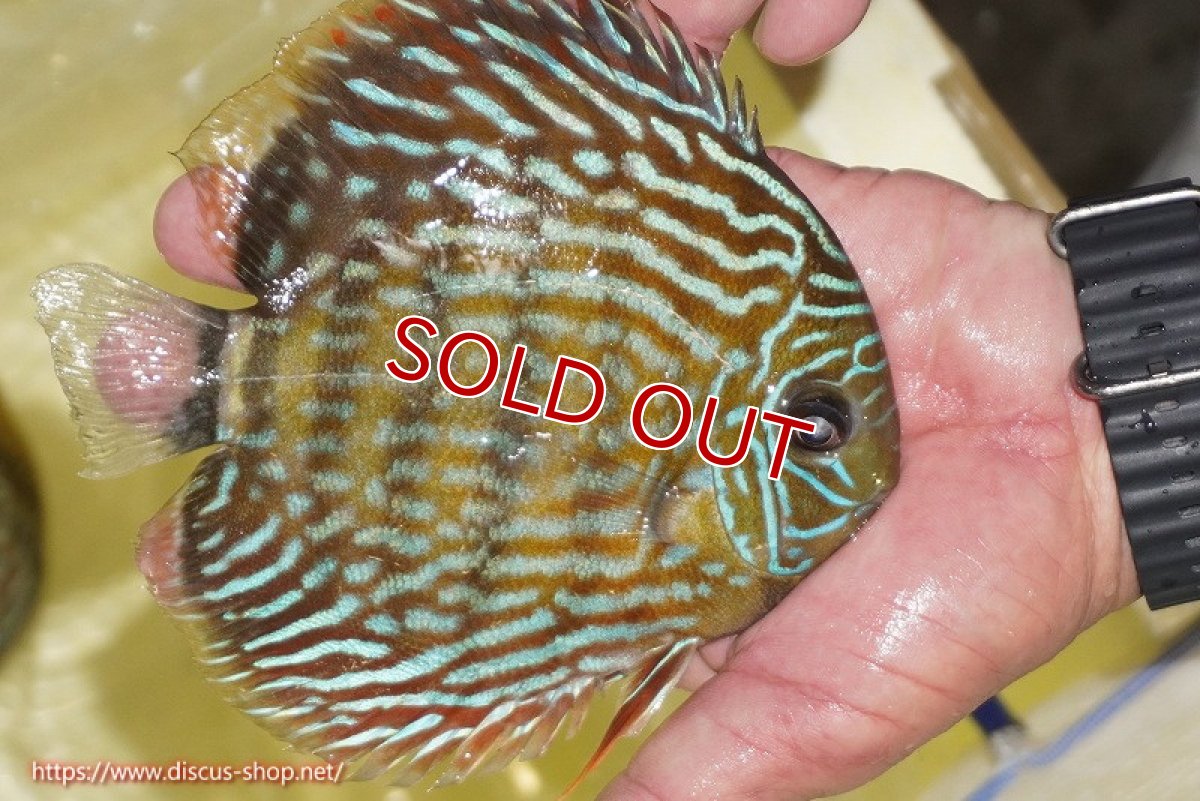 画像4: 【ワイルドディスカス】【通販】【未開の新産地個体】ラーゴマミアロイヤルブルー【個体販売】15cm（生体）ラーゴマミア産 (4)