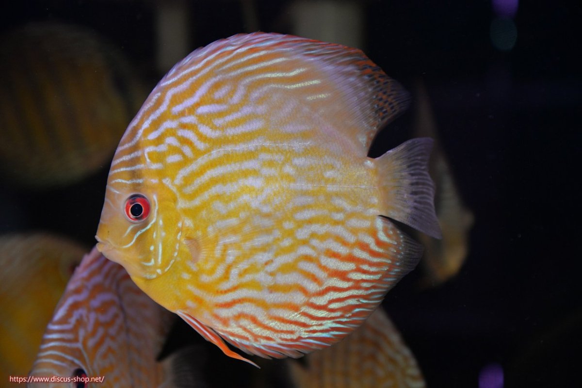 画像2: 【決算セール対象個体】【ワイルドディスカス】【通販】【未開の新産地個体】ラーゴマミアロイヤルブルー【個体販売】15cm（生体）ラーゴマミア産 (2)