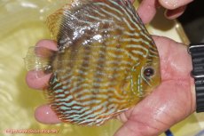 画像2: 【ワイルドディスカス】【通販】【未開の新産地個体】ラーゴマミアロイヤルブルー【個体販売】15cm（生体）ラーゴマミア産 (2)