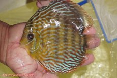 画像3: 【決算セール対象個体】【ワイルドディスカス】【通販】【未開の新産地個体】ラーゴマミアロイヤルブルー【個体販売】15cm（生体）ラーゴマミア産 (3)