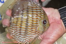 画像2: 【ワイルドディスカス】【通販】【未開の新産地個体】ラーゴマミアロイヤルブルー【個体販売】15cm（生体）ラーゴマミア産 (2)