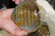 画像1: 【ワイルドディスカス】【通販】【未開の新産地個体】ラーゴマミアロイヤルブルー【個体販売】15cm（生体）ラーゴマミア産 (1)