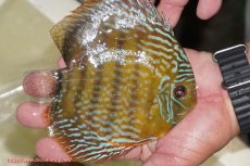 画像3: 【決算セール対象個体】【ワイルドディスカス】【通販】【未開の新産地個体】ラーゴマミアロイヤルブルー【個体販売】15cm（生体）ラーゴマミア産 (3)