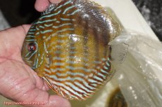 画像1: 【ワイルドディスカス】【通販】【未開の新産地個体】ラーゴマミアロイヤルブルー【個体販売】15cm（生体）ラーゴマミア産 (1)