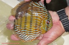 画像2: 【ワイルドディスカス】【通販】【未開の新産地個体】ラーゴマミアロイヤルブルー【個体販売】15cm（生体）ラーゴマミア産 (2)