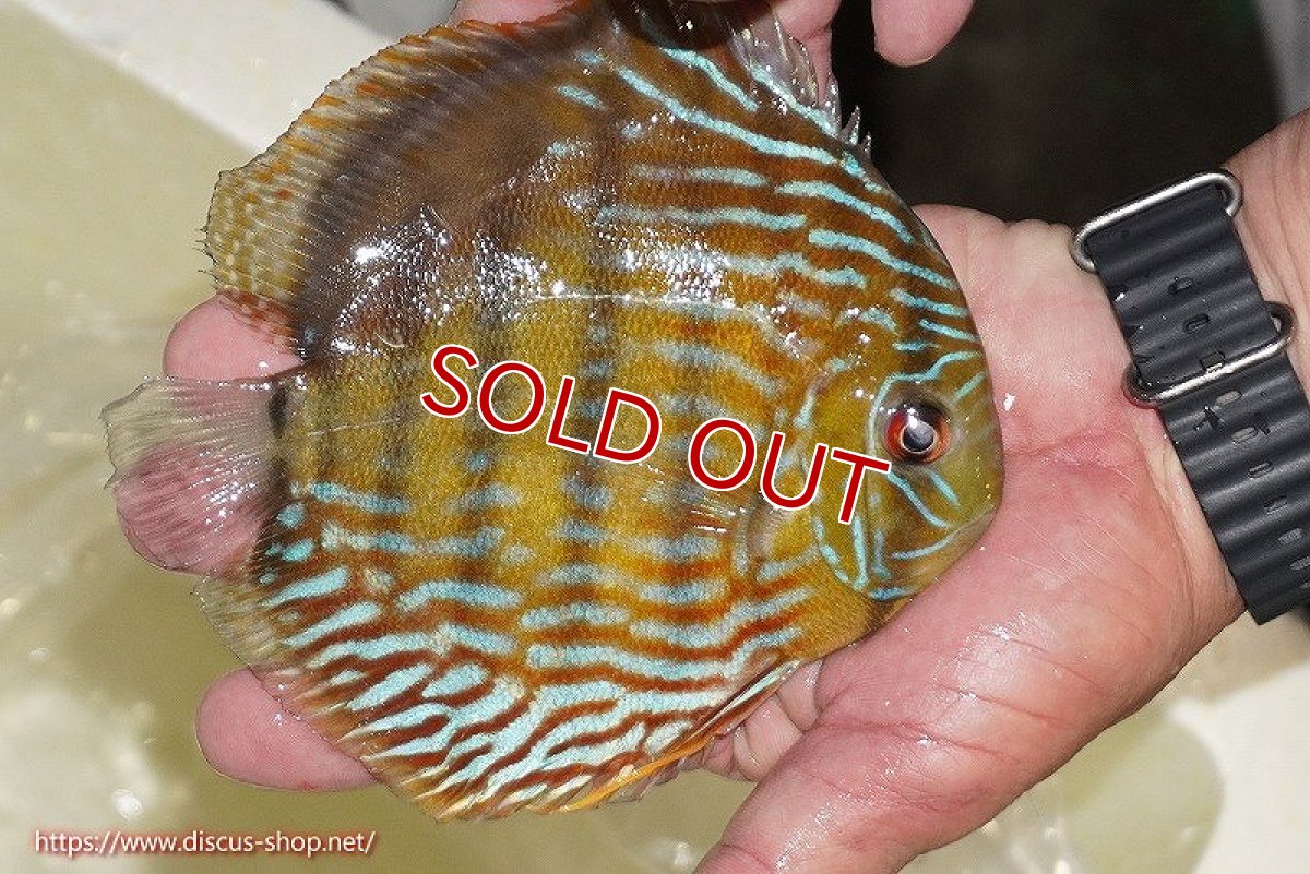 画像5: 【サマーセール対象個体　２匹以上でクーポンご利用で20％OFF】【ワイルドディスカス】【通販】【未開の新産地個体】ラーゴマミアロイヤルブルー【個体販売】15cm（生体）ラーゴマミア産 (5)
