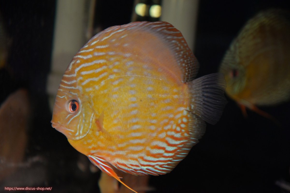 画像1: 【決算セール対象個体】【ワイルドディスカス】【通販】【未開の新産地個体】ラーゴマミアロイヤルブルー【個体販売】15cm（生体）ラーゴマミア産 (1)