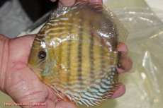 画像1: 【ワイルドディスカス】【通販】【未開の新産地個体】ラーゴマミアロイヤルブルー【個体販売】15cm（生体）ラーゴマミア産 (1)