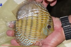 画像2: 【ワイルドディスカス】【通販】【未開の新産地個体】ラーゴマミアロイヤルブルー【個体販売】15cm（生体）ラーゴマミア産 (2)