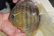 画像1: 【ワイルドディスカス】【通販】【未開の新産地個体】ラーゴマミアロイヤルブルー【個体販売】15cm（生体）ラーゴマミア産 (1)