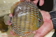 画像4: 【決算セール対象個体】【ワイルドディスカス】【通販】【未開の新産地個体】ラーゴマミアロイヤルブルー【個体販売】15cm（生体）ラーゴマミア産 (4)