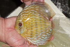 画像1: 【ワイルドディスカス】【通販】【未開の新産地個体】ラーゴマミアロイヤルブルー【個体販売】15cm（生体）ラーゴマミア産 (1)