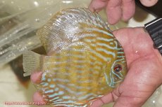 画像4: 【初夏のワイルドディスカスセール対象個体】【ワイルドディスカス】【通販】【未開の新産地個体】ラーゴマミアロイヤルブルー【個体販売】15cm（生体）ラーゴマミア産 (4)