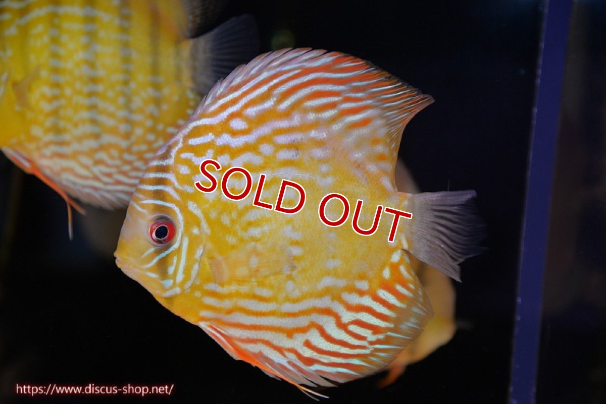 画像1: 【決算セール対象個体】【ワイルドディスカス】【通販】【未開の新産地個体】ラーゴマミアロイヤルブルー【個体販売】15cm（生体）ラーゴマミア産 (1)