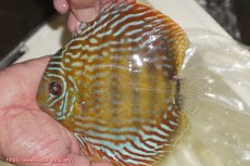 画像1: 【ワイルドディスカス】【通販】【未開の新産地個体】ラーゴマミアロイヤルブルー【個体販売】15cm（生体）ラーゴマミア産 (1)