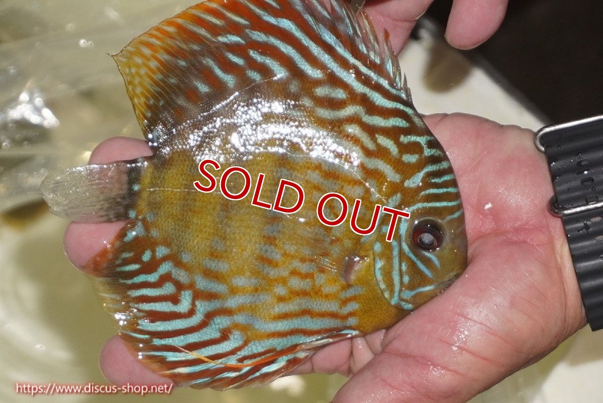 画像3: 【決算セール対象個体】【ワイルドディスカス】【通販】【未開の新産地個体】ラーゴマミアロイヤルブルー【個体販売】15cm（生体）ラーゴマミア産 (3)
