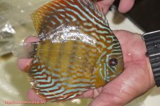 画像3: 【決算セール対象個体】【ワイルドディスカス】【通販】【未開の新産地個体】ラーゴマミアロイヤルブルー【個体販売】15cm（生体）ラーゴマミア産 (3)