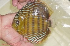 画像1: 【ワイルドディスカス】【通販】【未開の新産地個体】ラーゴマミアロイヤルブルー【個体販売】15cm（生体）ラーゴマミア産 (1)