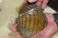 画像2: 【ワイルドディスカス】【通販】【未開の新産地個体】ラーゴマミアロイヤルブルー【個体販売】15cm（生体）ラーゴマミア産 (2)