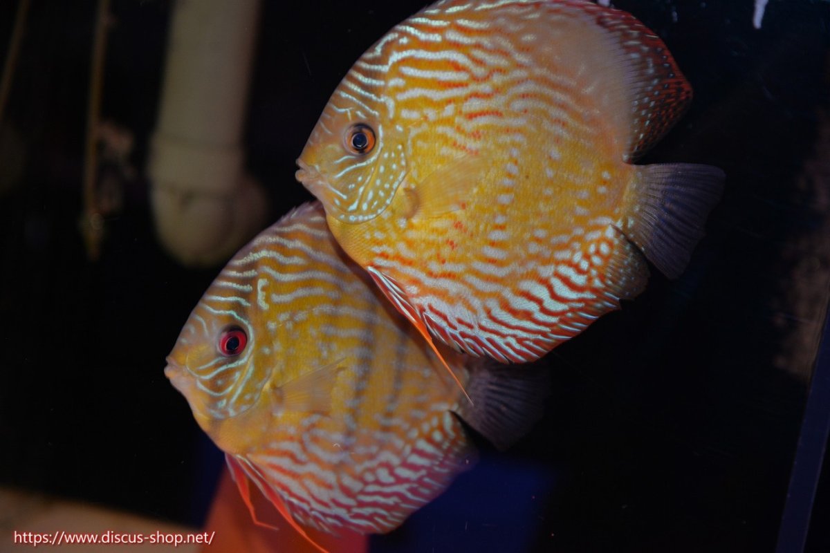 画像1: 【30周年記念セール対象個体】【ワイルドディスカス】【通販】【未開の新産地個体】ラーゴマミアロイヤルブルー【個体ペア販売】15-16cm（生体）ラーゴマミア産 (1)