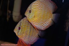 画像1: 【30周年記念セール対象個体】【ワイルドディスカス】【通販】【未開の新産地個体】ラーゴマミアロイヤルブルー【個体ペア販売】15-16cm（生体）ラーゴマミア産 (1)