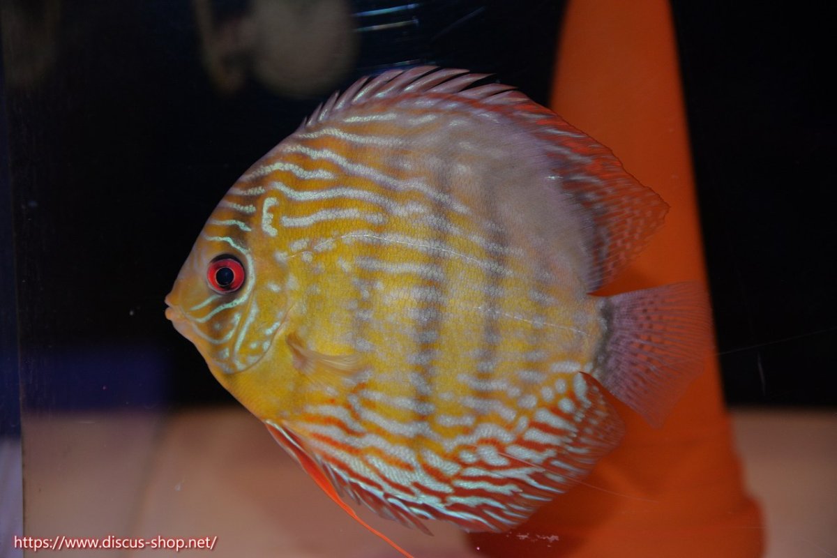 画像2: 【30周年記念セール対象個体】【ワイルドディスカス】【通販】【未開の新産地個体】ラーゴマミアロイヤルブルー【個体ペア販売】15-16cm（生体）ラーゴマミア産 (2)