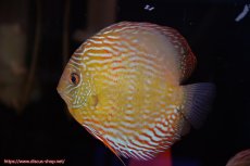 画像5: 【30周年記念セール対象個体】【ワイルドディスカス】【通販】【未開の新産地個体】ラーゴマミアロイヤルブルー【個体ペア販売】15-16cm（生体）ラーゴマミア産 (5)