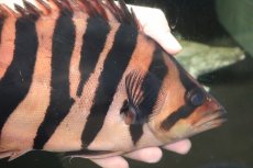 画像2: 【通販 淡水魚】爆安 ビッグサイズ ダトニオプラスワン【個体販売】(±26cm)(大型魚)(生体)(熱帯魚)NKO (2)