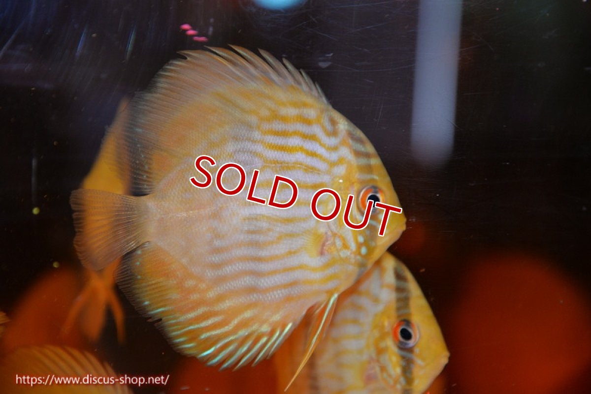 画像1: 【ワイルドディスカス】【通販】【数量限定特価】【ワイルド屈指のブルー発色】リオネグロヘッケル3匹【サンプル画像販売】6-7cm（生体）リオネグロ産 (1)