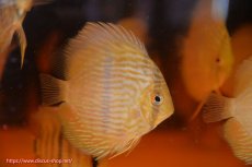 画像2: 【ワイルドディスカス】【通販】【数量限定特価】【ワイルド屈指のブルー発色】リオネグロヘッケル3匹【サンプル画像販売】6-7cm（生体）リオネグロ産 (2)