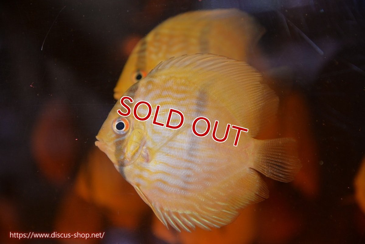 画像3: 【ワイルドディスカス】【通販】【数量限定特価】【ワイルド屈指のブルー発色】リオネグロヘッケル3匹【サンプル画像販売】6-7cm（生体）リオネグロ産 (3)