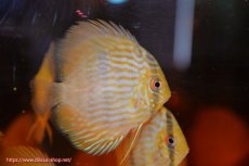 画像1: 【ワイルドディスカス】【通販】【数量限定特価】【ワイルド屈指のブルー発色】リオネグロヘッケル5匹【サンプル画像販売】6-7cm（生体）リオネグロ産 (1)