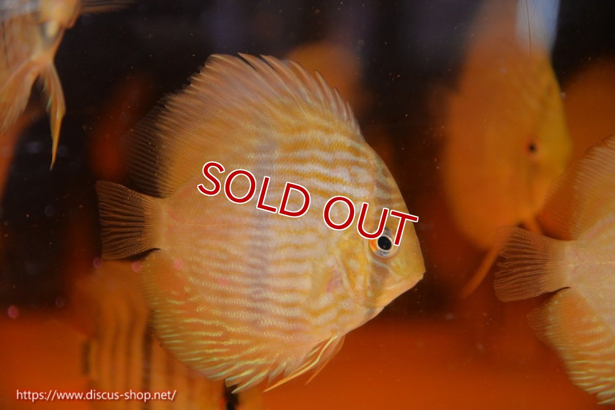 画像2: 【ワイルドディスカス】【通販】【数量限定特価】【ワイルド屈指のブルー発色】リオネグロヘッケル5匹【サンプル画像販売】6-7cm（生体）リオネグロ産 (2)