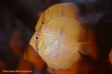 画像3: 【ワイルドディスカス】【通販】【数量限定特価】【ワイルド屈指のブルー発色】リオネグロヘッケル5匹【サンプル画像販売】6-7cm（生体）リオネグロ産 (3)