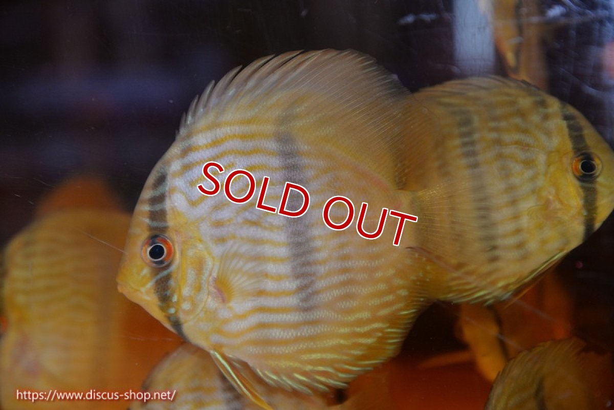 画像1: 【ワイルドディスカス】【通販】【数量限定特価】【ワイルド屈指のブルー発色】リオネグロヘッケル3匹【サンプル画像販売】8-9ｃｍ（生体）リオネグロ産 (1)