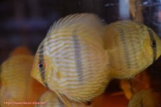 画像1: 【ワイルドディスカス】【通販】【数量限定特価】【ワイルド屈指のブルー発色】リオネグロヘッケル3匹【サンプル画像販売】8-9ｃｍ（生体）リオネグロ産 (1)