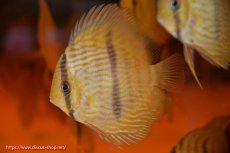 画像2: 【ワイルドディスカス】【通販】【数量限定特価】【ワイルド屈指のブルー発色】リオネグロヘッケル5匹【サンプル画像販売】8-9ｃｍ（生体）リオネグロ産 (2)