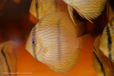 画像3: 【ワイルドディスカス】【通販】【数量限定特価】【ワイルド屈指のブルー発色】リオネグロヘッケル5匹【サンプル画像販売】8-9ｃｍ（生体）リオネグロ産 (3)