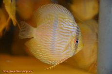 画像1: 【ワイルドディスカス】【通販】【数量限定特価】【ワイルド屈指のブルー発色】リオネグロヘッケル1匹【サンプル画像販売】9-10ｃｍ（生体）リオネグロ産 (1)