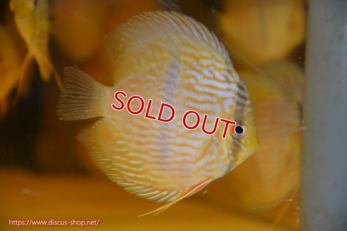 画像1: 【決算セール対象個体】【ワイルドディスカス】【通販】【数量限定特価】【ワイルド屈指のブルー発色】リオネグロヘッケル3匹【サンプル画像販売】9-10ｃｍ（生体）リオネグロ産 (1)