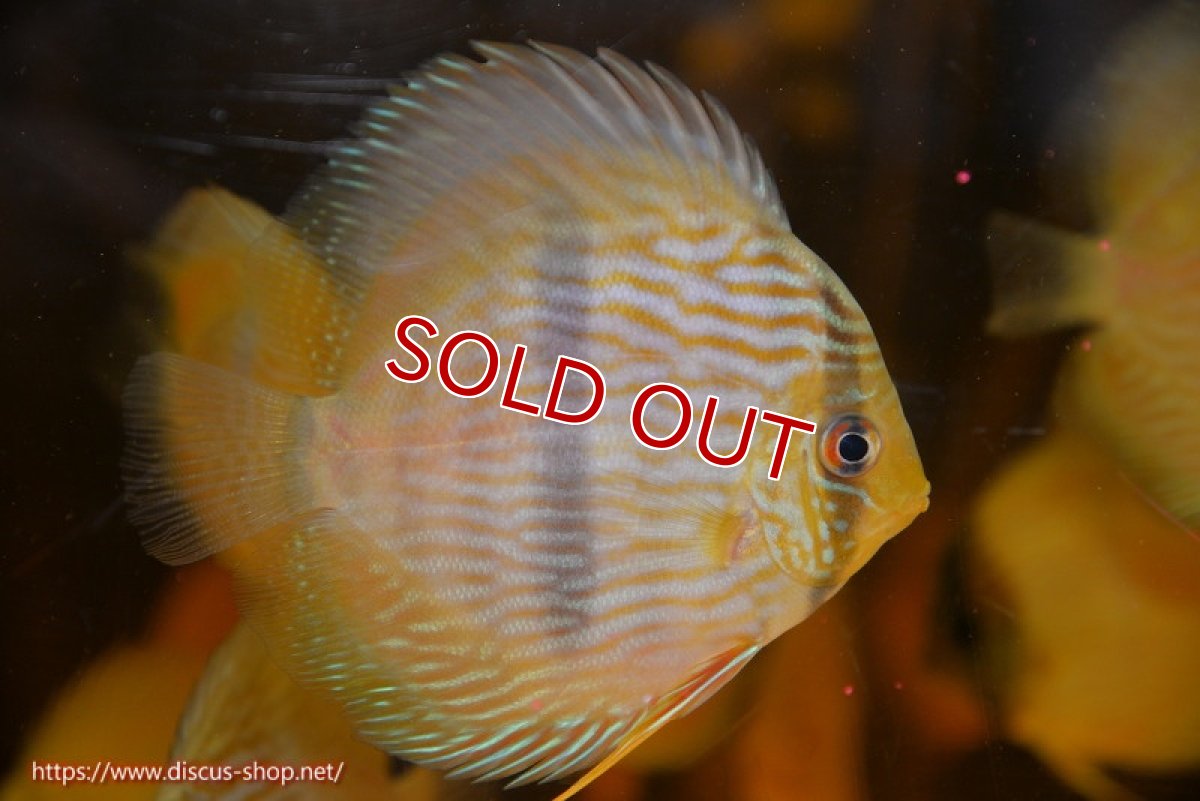 画像2: 【決算セール対象個体】【ワイルドディスカス】【通販】【数量限定特価】【ワイルド屈指のブルー発色】リオネグロヘッケル5匹【サンプル画像販売】9-10ｃｍ（生体）リオネグロ産 (2)