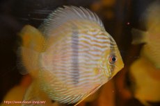 画像2: 【ワイルドディスカス】【通販】【数量限定特価】【ワイルド屈指のブルー発色】リオネグロヘッケル5匹【サンプル画像販売】9-10ｃｍ（生体）リオネグロ産 (2)