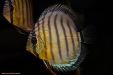 画像2: 【決算セール対象個体】【ワイルドディスカス】【通販】【今シーズン最終入荷個体】アルトナナイグリーン1匹【サンプル画像販売】8-9ｃｍ（生体）ナナイ産 (2)