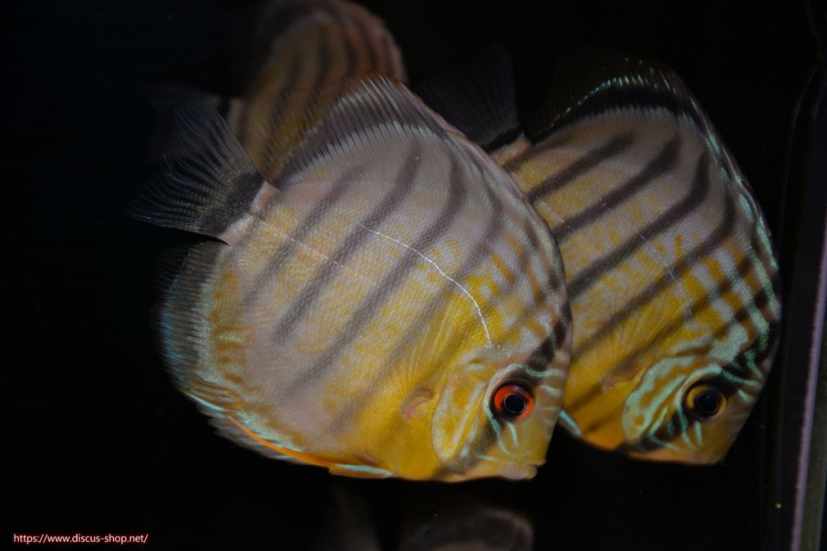 画像3: 【決算セール対象個体】【ワイルドディスカス】【通販】【今シーズン最終入荷個体】アルトナナイグリーン1匹【サンプル画像販売】8-9ｃｍ（生体）ナナイ産 (3)