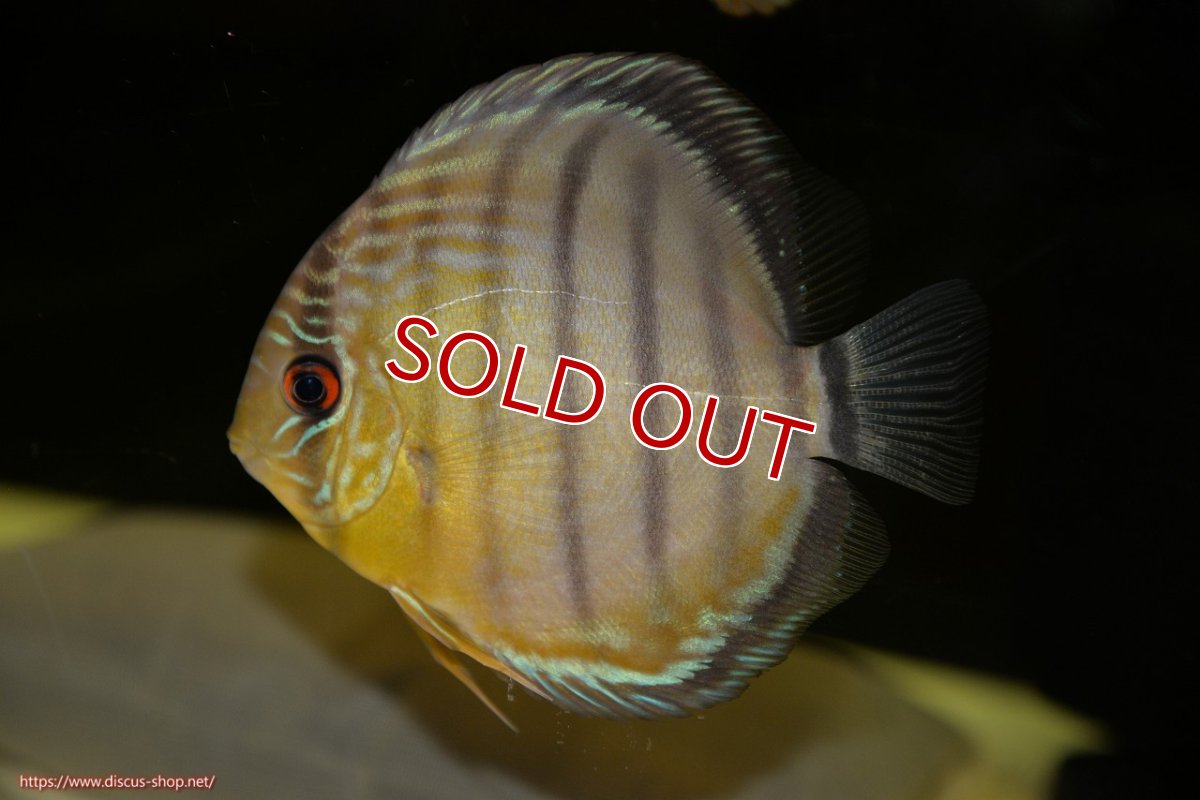 画像1: 【ワイルドディスカス】【通販】【今シーズン最終入荷個体】アルトナナイグリーン3匹【サンプル画像販売】8-9ｃｍ（生体）ナナイ産 (1)