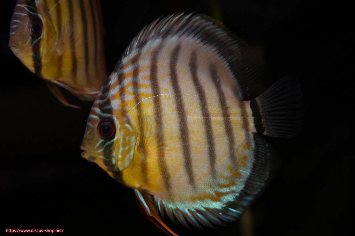 画像2: 【決算セール対象個体】【ワイルドディスカス】【通販】【今シーズン最終入荷個体】アルトナナイグリーン3匹【サンプル画像販売】8-9ｃｍ（生体）ナナイ産 (2)