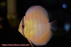 画像1: 【ワイルドディスカス】【通販】年に一度の入荷】【希少なソリッドイエローグリーンディスカス？】アルトナナイグリーン（ソリッドイエロー）1匹【サンプル画像販売】11cm（生体）ナナイ産 (1)