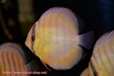 画像4: 【ワイルドディスカス】【通販】年に一度の入荷】【希少なソリッドイエローグリーンディスカス？】アルトナナイグリーン（ソリッドイエロー）1匹【サンプル画像販売】11cm（生体）ナナイ産 (4)