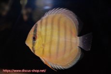 画像2: 【ワイルドディスカス】【通販】年に一度の入荷】【希少なソリッドイエローグリーンディスカス？】アルトナナイグリーン（ソリッドイエロー）2匹【サンプル画像販売】11cm（生体）ナナイ産 (2)