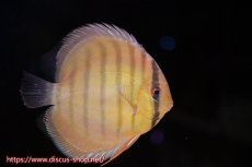 画像3: 【ワイルドディスカス】【通販】年に一度の入荷】【希少なソリッドイエローグリーンディスカス？】アルトナナイグリーン（ソリッドイエロー）5匹【サンプル画像販売】11cm（生体）ナナイ産 (3)